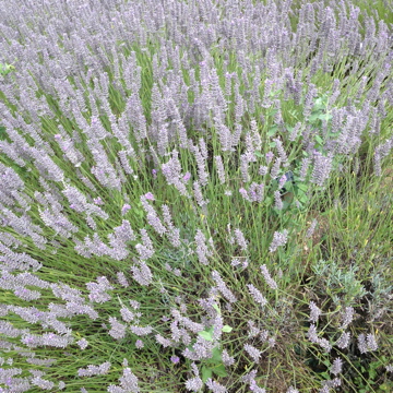 norfolk lavender